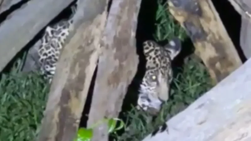 Filhote de onça-pintada é resgatado em Itacoatiara