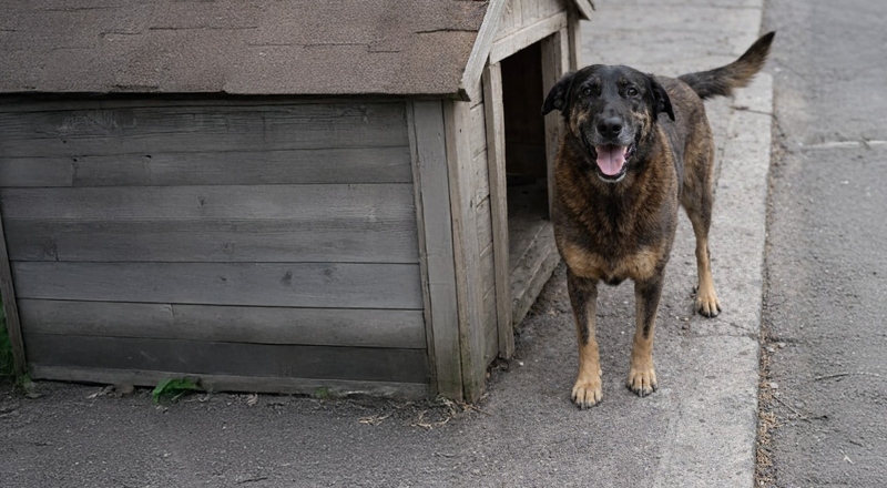 Polícia quer apreender passaporte de envolvido na morte do cão Orelha