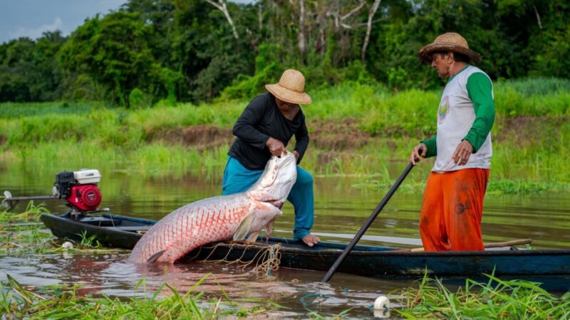 Mamirauá chega aos 30 anos como referência mundial em conservação com comunidades