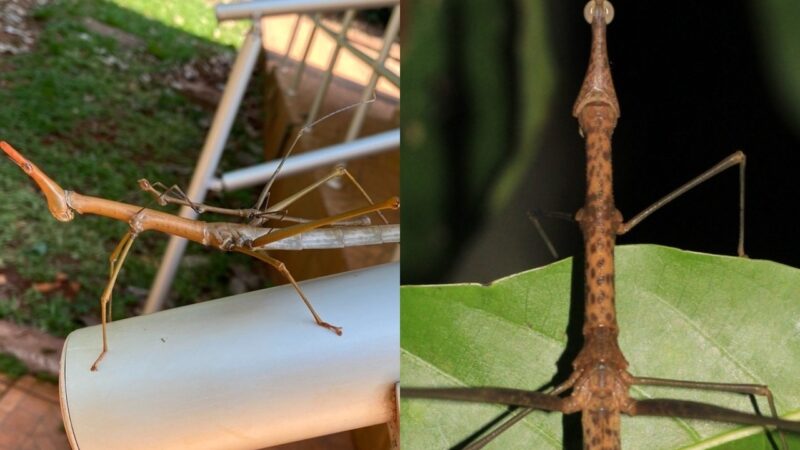 Toadas do Garantido dão nome a novas espécies de gafanhoto descritas na Amazônia