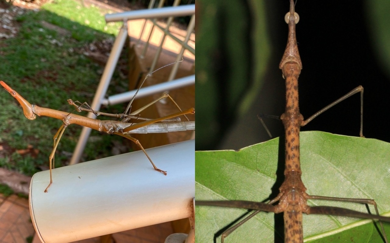 Toadas do Garantido dão nome a novas espécies de gafanhoto descritas na Amazônia