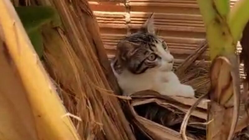 Três homens são presos em Itacoatiara por jogar gato em quintal com dois cães