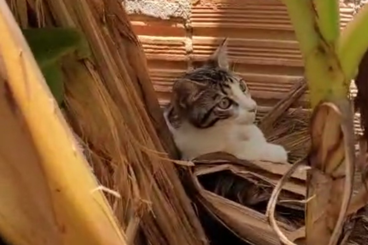 Três homens são presos em Itacoatiara por jogar gato em quintal com dois cães