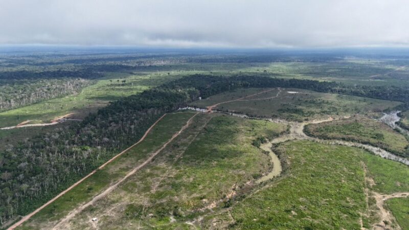 Desmatamento no Amazonas cai 27% em 2026, mas áreas protegidas seguem sob pressão